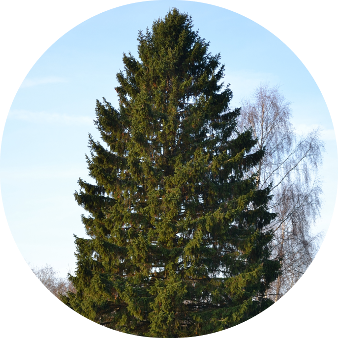 Kuusemetsa hektari hind