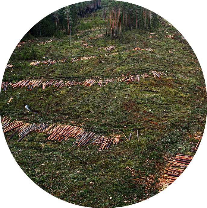 Raiesmike hektari hind